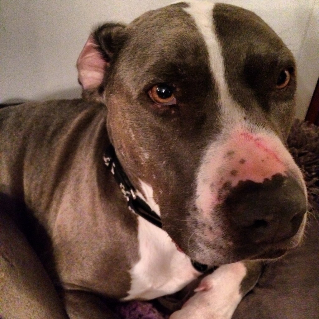 Wyatt vs barbed wire