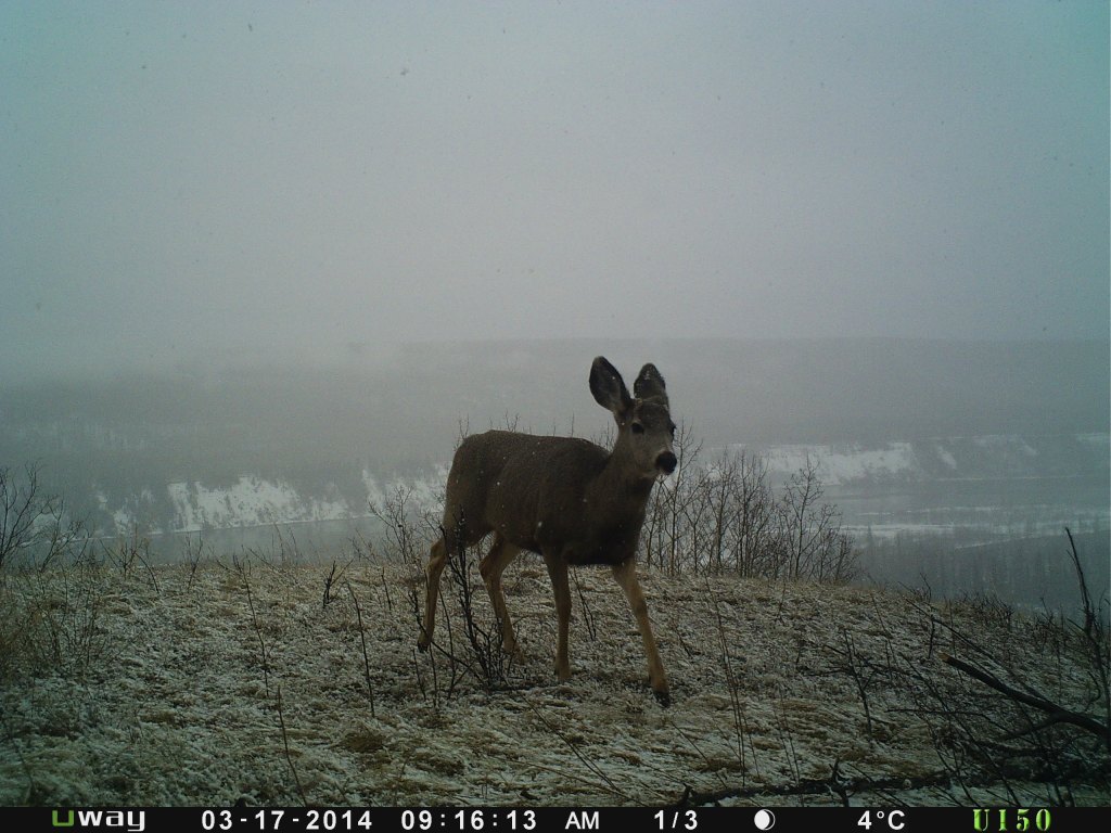 Little buck on a snowy day