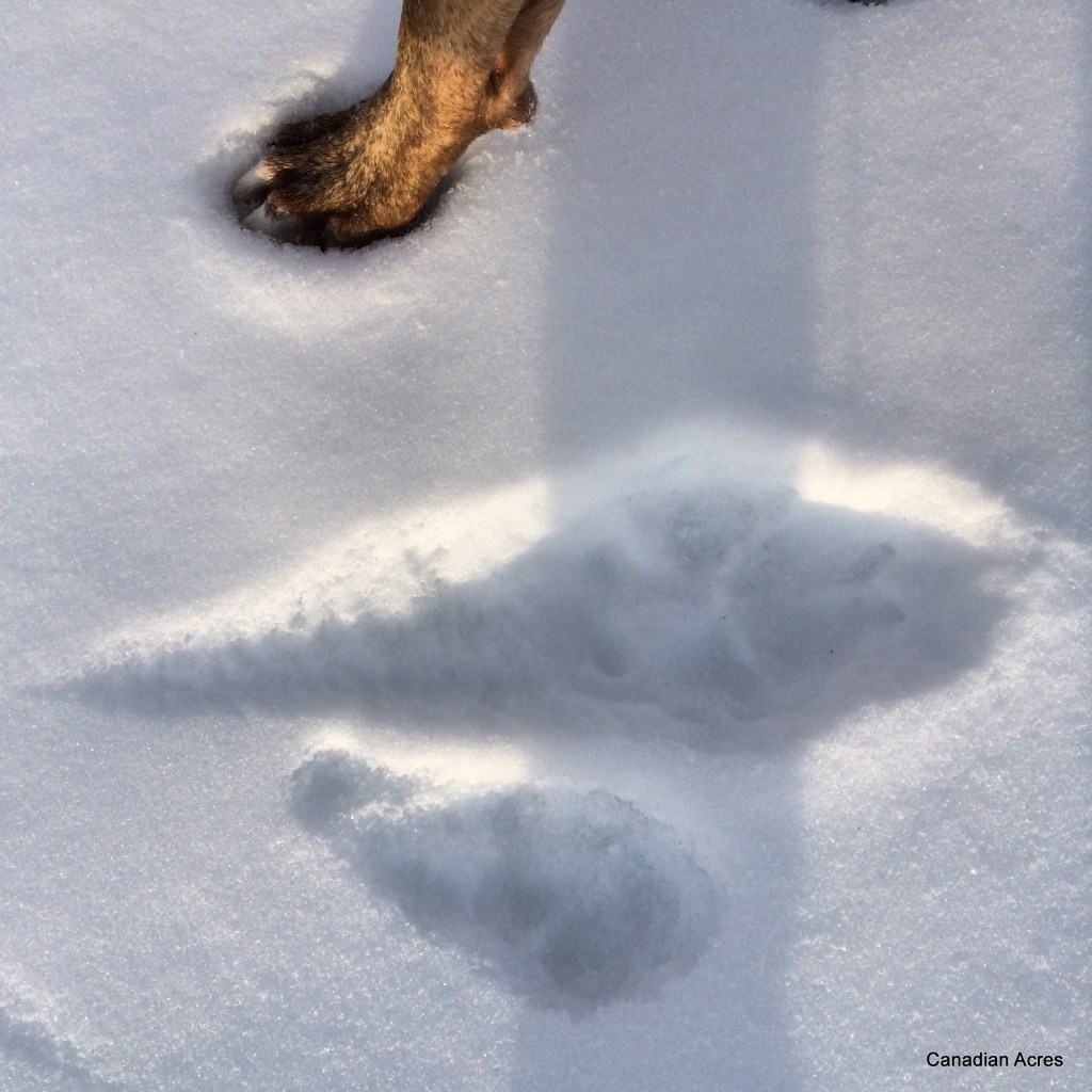 Maynard track vs wolf track... it's like he has creepy little bird feet