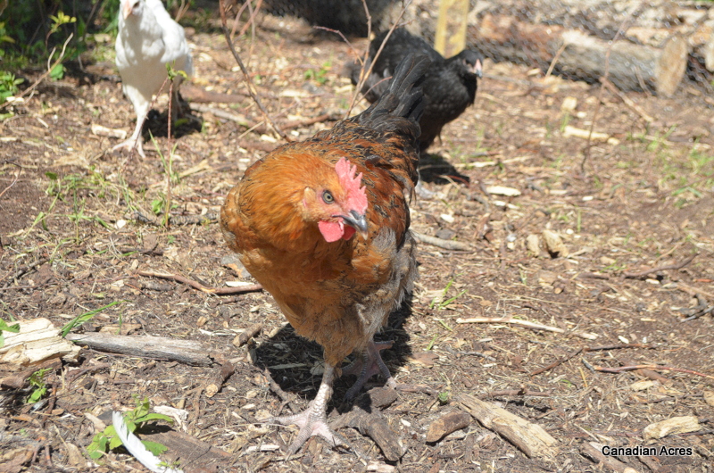 Dick the rooster taking his job very seriously