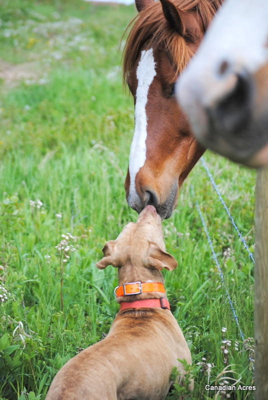 Kisses for Ranger Photo credit: Tyler Chamberlin