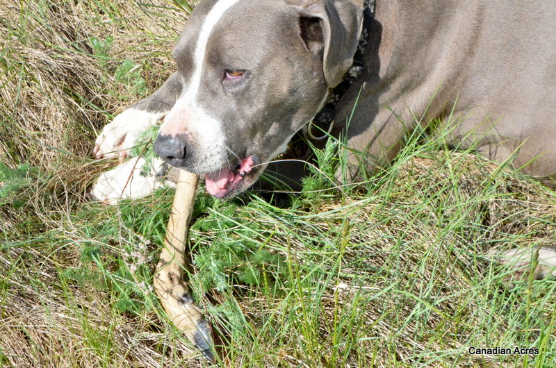 Oh look, Wyatt found a stick. Wait a minute...
