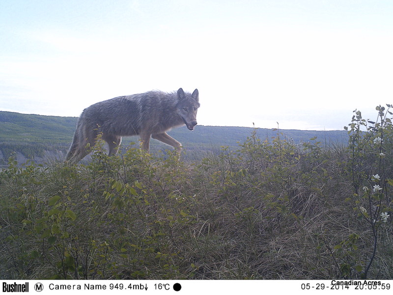 Total "Peter and the Wolf" soundtrack moment... I'm expecting Scut Farcus to show up at any moment