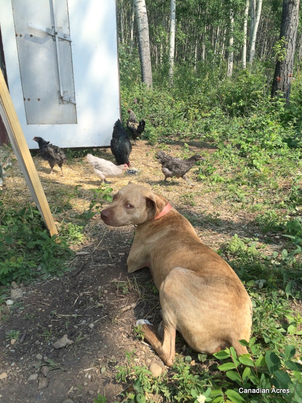 Maynard likes to lay down and settle if he gets too nervous, which works for me