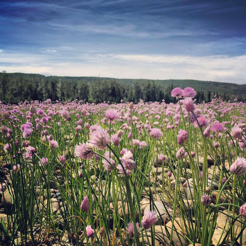 wild onions