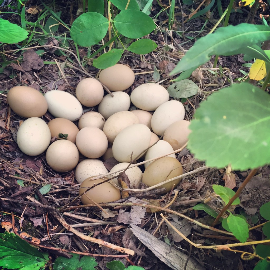 eggs