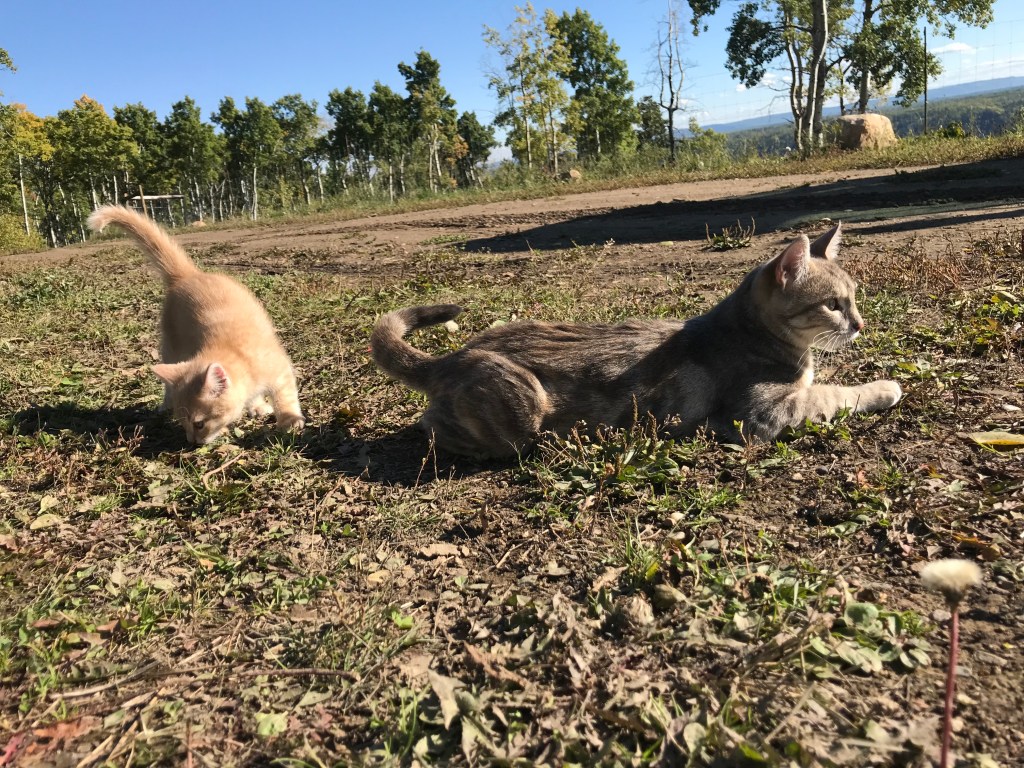 6R7Gfa0QTtO1Fn8Ln0WSfQ